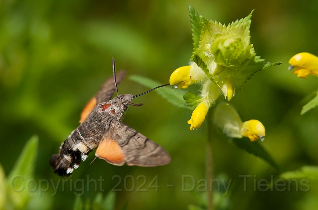 Kolibrievlinder 06.jpg